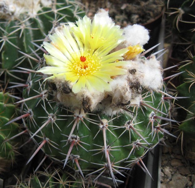 Wigginsia arechavaletai Santa Tereza